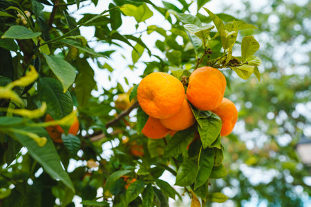 Clementine mandarin tree laden with ripe fruits, bathed in the warm glow of sunlight.の写真素材