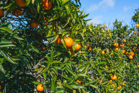 Clementine mandarin tree adorned with ripe, juicy fruits against a backdrop of lush green foliage, and cloudy sky in the backgroundの写真素材