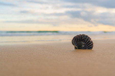 Solitary seashell sits prominently on the smooth sands against an ocean backdropの写真素材