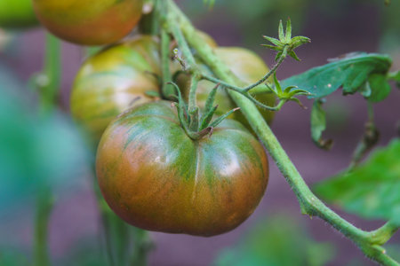 Tomatoes raised in a greenhouse, close-up viewの写真素材