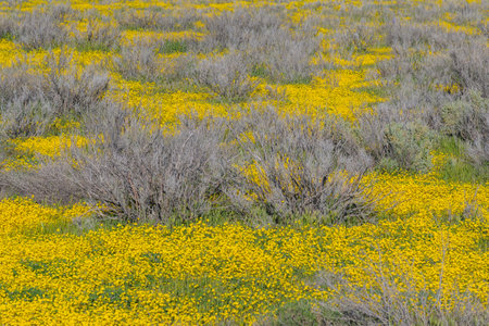 Superbloom at Soda Lake. Carrizo Plain National Monument in central California is covered in swaths of yellow, orange and purple from a super bloom of wildflowersの写真素材