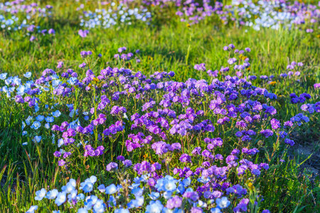 Wildflower meadow, super bloom season in sunny California. Colorful flowering meadow with blue, purple, and yellow flowers close-up at sunsetの写真素材