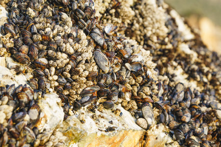 Goose barnacles, or stalked barnacles or gooseneck barnacles, are filter-feeding crustaceans...
