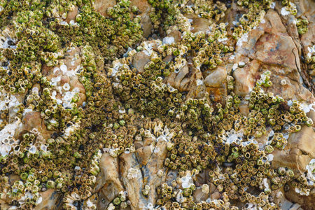 Acorn barnacles, also called rock barnacles, or sessile barnacles,symmetrical shells attached to rocks at Avila Beach, Californiaの写真素材