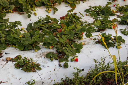 Rows of strawberry plants growing in  plant nursery. Santa Barbara County, Californiaの写真素材
