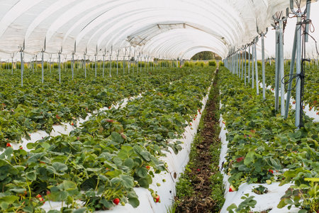 Rows of strawberry plants growing in  plant nursery. Santa Barbara County, Californiaの写真素材