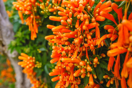 Vibrant tapestry of dense clusters of bright orange flowers adorns the Flame vine (Pyrostegia venusta)の写真素材