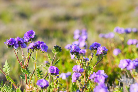 Wildflower meadow, super bloom season in sunny California. Colorful flowering meadow with blue, purple, and yellow flowers close-up at sunsetの写真素材