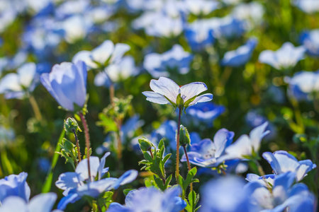 Wildflower meadow, super bloom season in sunny California. Colorful flowering meadow with blue, purple, and yellow flowers close-up at sunsetの写真素材