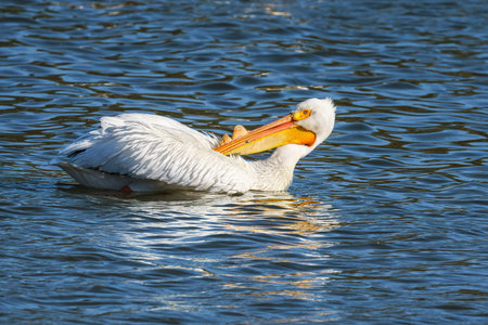 American White pelican. Close-up portrait of a white pelican floating on blue water on the lake at sunset.の写真素材