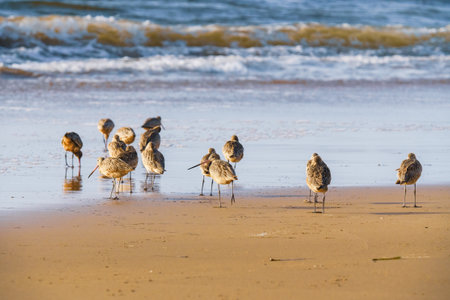 Flock of shorebirds on the beach at sunset. The marbled godwit birds close-up with beautiful ocean...