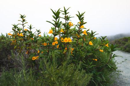 Bush Monkey Flower, tall shrub with beautiful orange-yellow flowers, Mimulus aurantiacus (Diplacus) in bloom. Montana de Oro State Park, California coastlineの写真素材