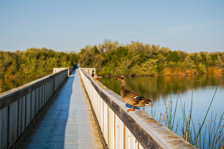 A long wooden boardwalk through the lake and a mallard duck close-up. Oso Flaco Lake, California central coastの写真素材