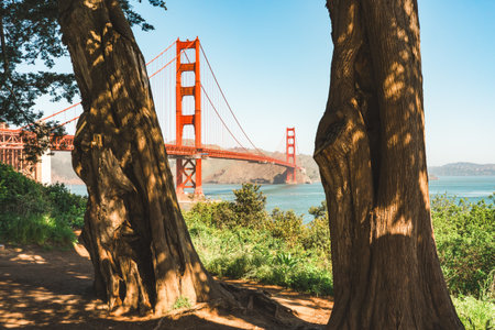 Golden Gate Bridge framed by the trunks of large trees on a sunny day.