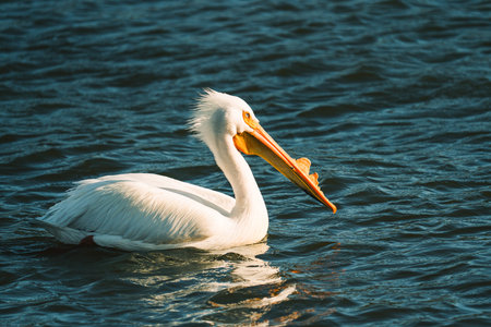 American White pelican. Close-up portrait of a white pelican floating on blue water on the lake at sunset.の写真素材