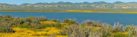 Superbloom at Soda Lake, panorama. Carrizo Plain National Monument in central California is covered in swaths of yellow, orange and purple from a super bloom of wildflowersの写真素材