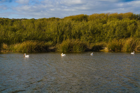 American White pelican.の写真素材