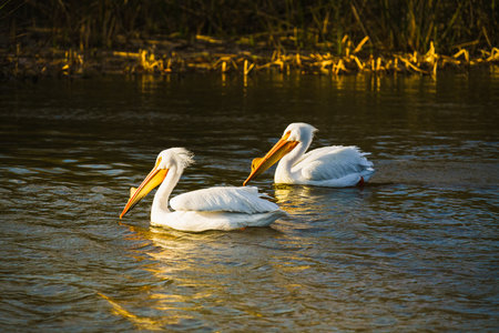 American White pelican. Two white pelicans floating on a water on the lake at sunset, Californiaの写真素材