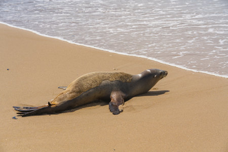 A seal stretches and raises its head while basking on a sandy beach.の写真素材