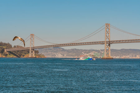 Seagull in mid-flight with a tourist boat passing under a suspension bridge over a bay.の写真素材