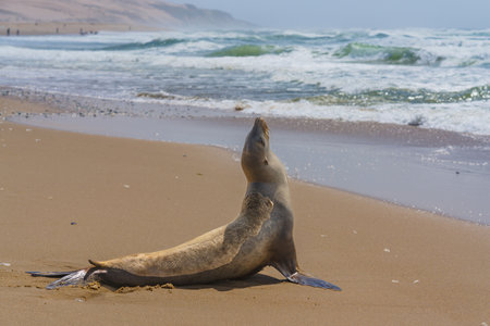 Seal stretching on a sandy beach with waves crashing on the shoreline.の写真素材