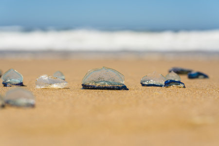 Blue jellyfish on a sandy beach during a sunny day.
