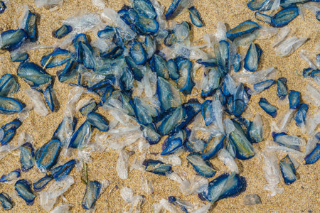 Blue jellyfish washed ashore in large numbers on a sunny beach.の写真素材