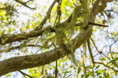 Tree branches covered in Spanish moss, with a background of dappled sunlight.の写真素材