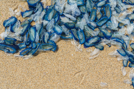 Cluster of blue jellyfish covers a section of sandy beach, their translucent bodies intertwining.の写真素材