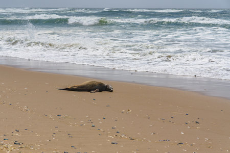 Seal rests on a sandy beach while waves crash ashore, with scattered debris in the foreground.の写真素材
