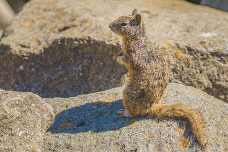 Squirrel perched on a sunlit rock surveying its surroundingsの写真素材