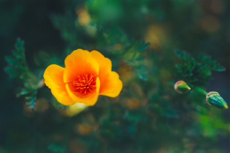 A single California poppy stands out with its vibrant orange petals against a blurred green background.の写真素材