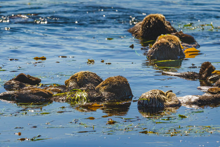 Sea otters floating peacefully among kelp in the blue waterの写真素材