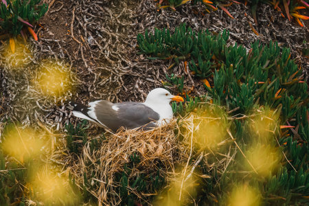 Seagull on the nest on a rocky cliff top, California coastlineの写真素材