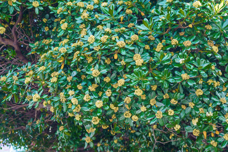 The Japanese cheese wood is also known as Japanese pittosporum, beautiful evergreen tree in bloom close-upの写真素材