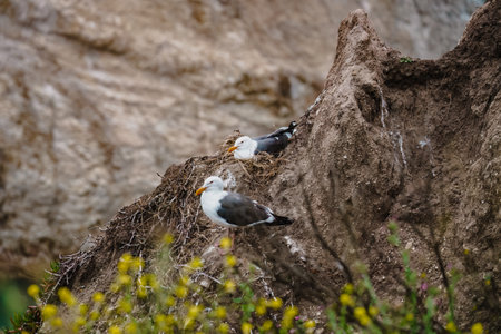 Seagulls on a cliff topの写真素材