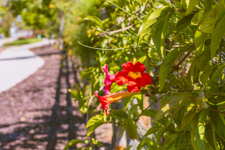 Trumpet vine (Campsis radicans) in bloom with beautiful red flowers.の写真素材