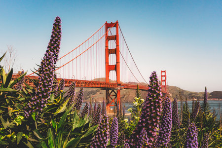 Towering purple flowers frame the Golden Gate Bridge against a clear sky.の写真素材
