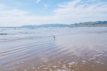 Seascape and  birds on the beach with cloudy sky in the background, California Costline landscapeの写真素材