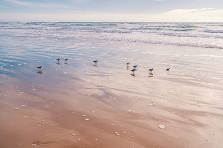 Seascape and silhouette of plover birds on the beach with cloudy sky in the background, Californiaの写真素材