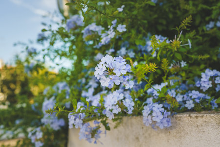Blue Plumbago flowering shrub close-up in the gardenの写真素材