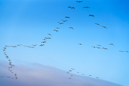 Flock of brown pelicans flying in a formation, and clear blue sky in the background, copy space for the textの写真素材
