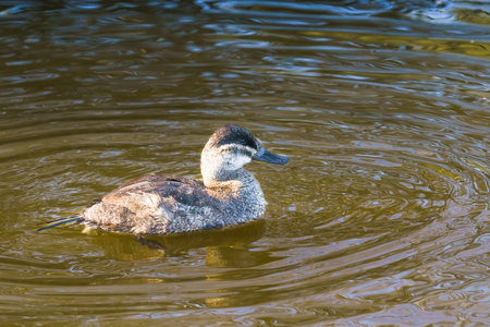 The ruddy duck. One ruddy duck floating on water on the lake at sunset, Californiaの写真素材