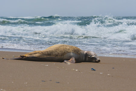 Seal lying on a sandy beach with ocean waves in the background.の写真素材