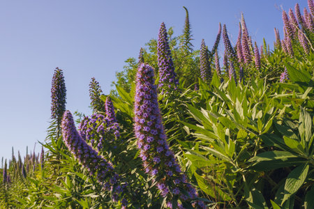 Tall purple flowers bloom under the clear blue sky. Pride of Madeira flowersの写真素材