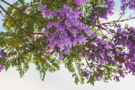 Beautiful flowering Jacaranda tree. Blue-violet flowers and fern-like foliage close-up with a cloudy sky in the backgroundの写真素材