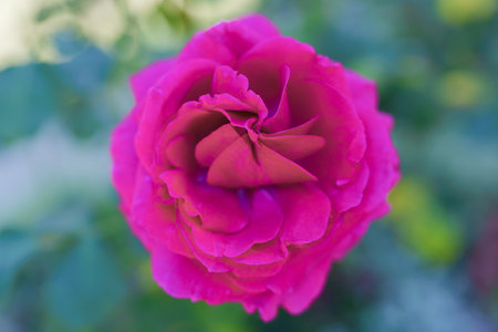 Pink rose in Summer garden close-up. Image of a beautiful flower for a greeting cardの写真素材