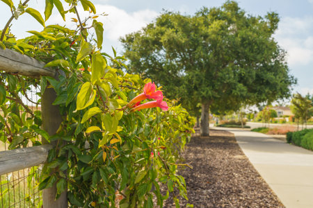 Trumpet vine (Campsis radicans) in bloom with beautiful red flowers. The trumpet vine can quickly blanket fences or wallsの写真素材
