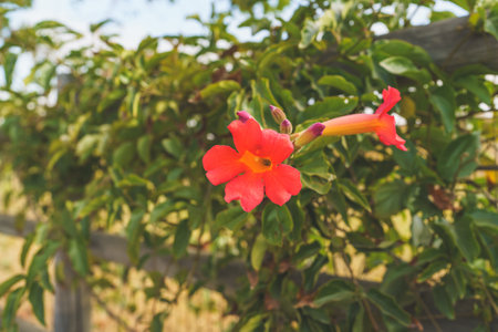 Trumpet vine (Campsis radicans) in bloom with beautiful red flowers. The trumpet vine can quickly blanket fences or wallsの写真素材