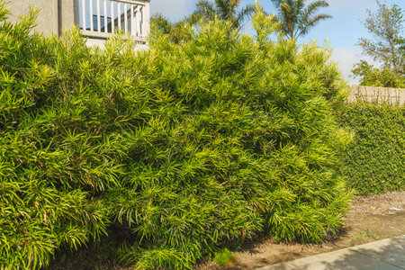 Buddhist Pine, Plum Pine, or Kusamaki ( Podocarpus macrophyllus). Medium-sized evergreen trees close-up in a city park on a bright sunny dayの写真素材